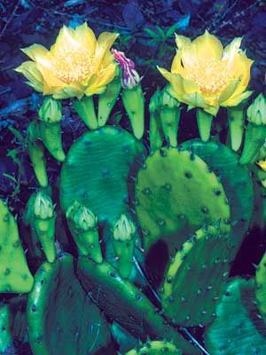 Opuntia humifusa 2