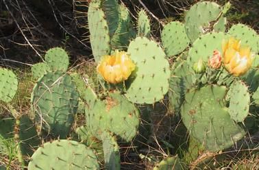 Opuntia humifusa 4