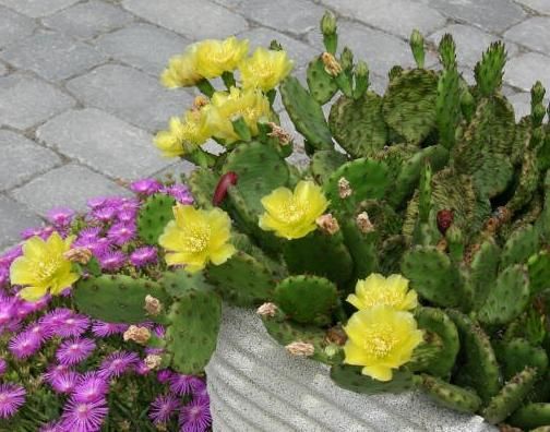 Opuntia humifusa 1