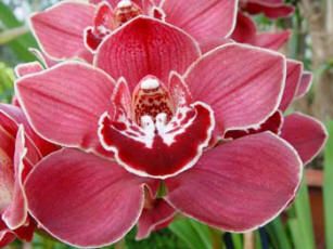 Cymbidium (f)