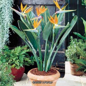  Strelitzia reginae G