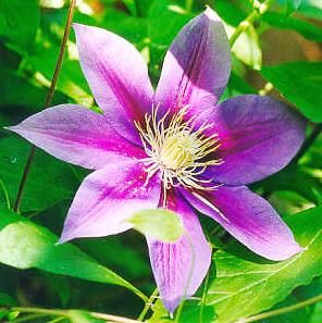 un strat de flori - Clematis