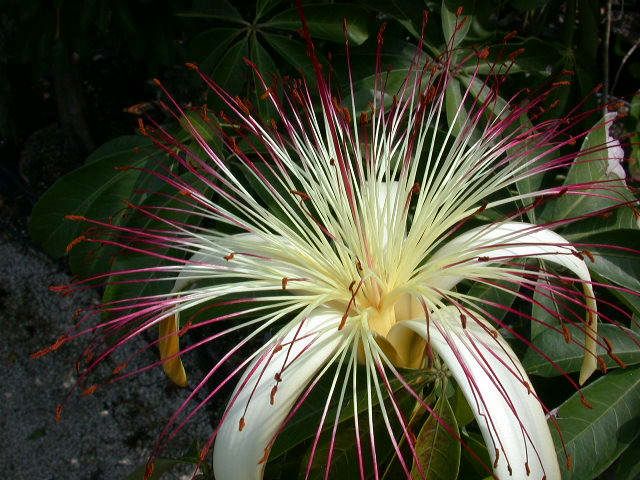 floare de pachira