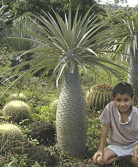 Pachypodium lamerei 2