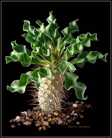 Pachypodium lamerei 6