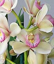 Pagoda Green Cymbidium 