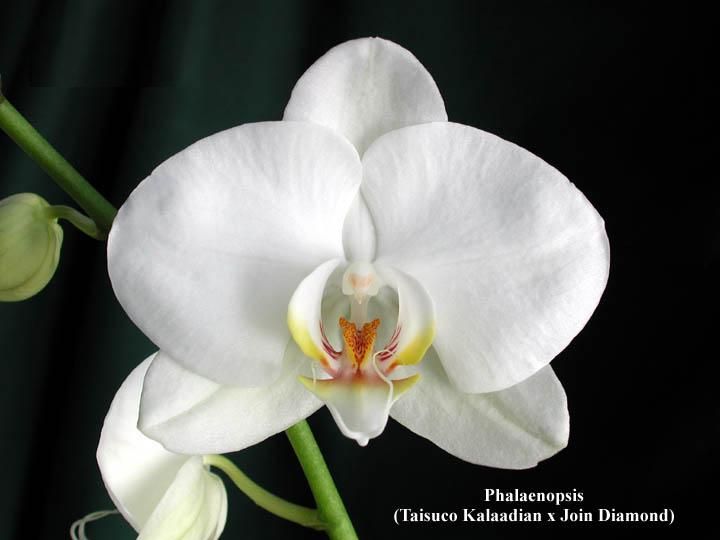 Phalaenopsis