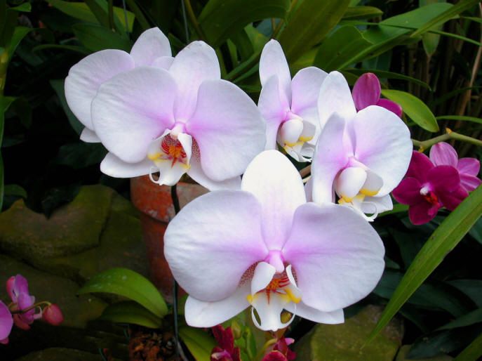 Phalaenopsis 7