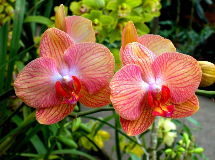 Phalaenopsis 3