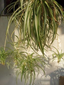 Plante de interior usor de intretinut - Chlorophytum comosum