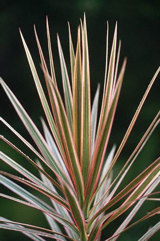 Plante de interior usor de intretinut - Dracaena marginata