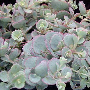 un strat de flori - Sedum sieboldii Etoil Rose