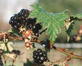 Rubus_fruticosus