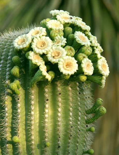 Carnegiea gigantea (Saguaro) 3