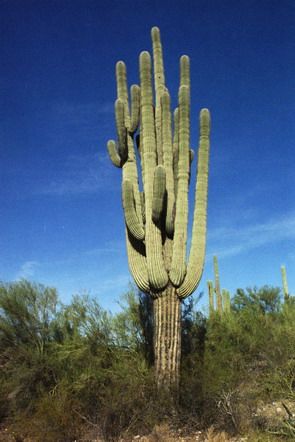 Carnegiea gigantea (Saguaro) 5