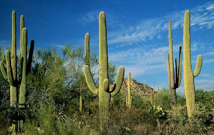 Carnegiea gigantea (Saguaro) 1