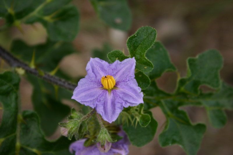 solanum