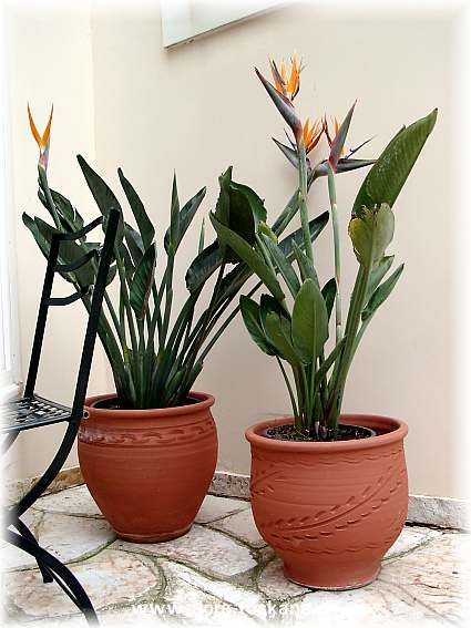  Strelitzia reginae E