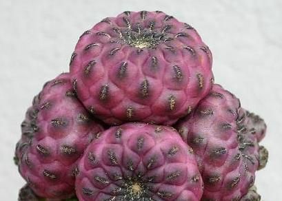 Sulcorebutia rauschii 1