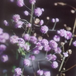 un strat de flori - Thalictrum delavayi