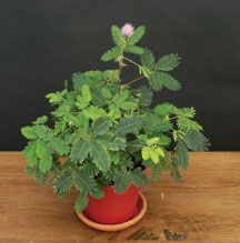 mimosa pusica (c)