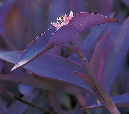 Tradescantia pallida