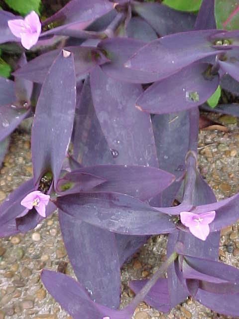 Tradescantia pallida