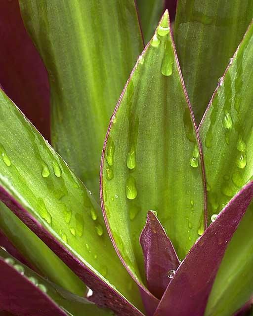 Tradescantia spathacea 1123