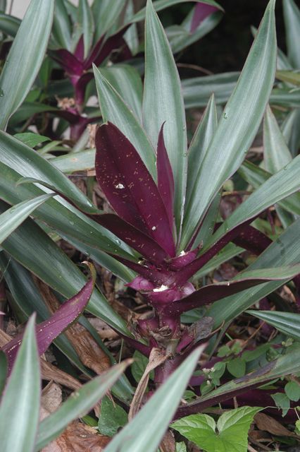 Tradescantia spathacea