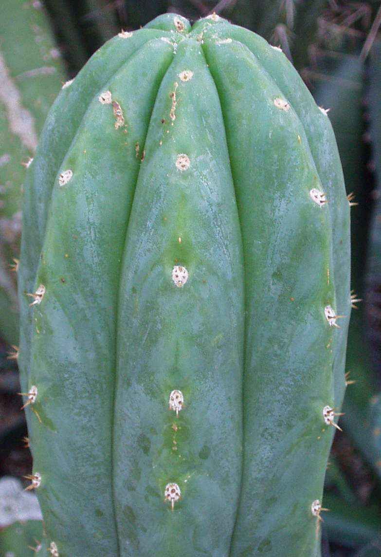echinopsis panchanoi A