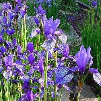 un strat de flori - Iris