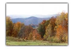 remedii naturale vrancea