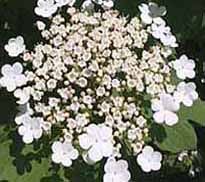 viburnum