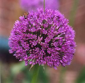 un strat de flori - Allium giganteum