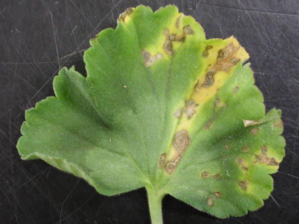 Xanthomonas pelargonii