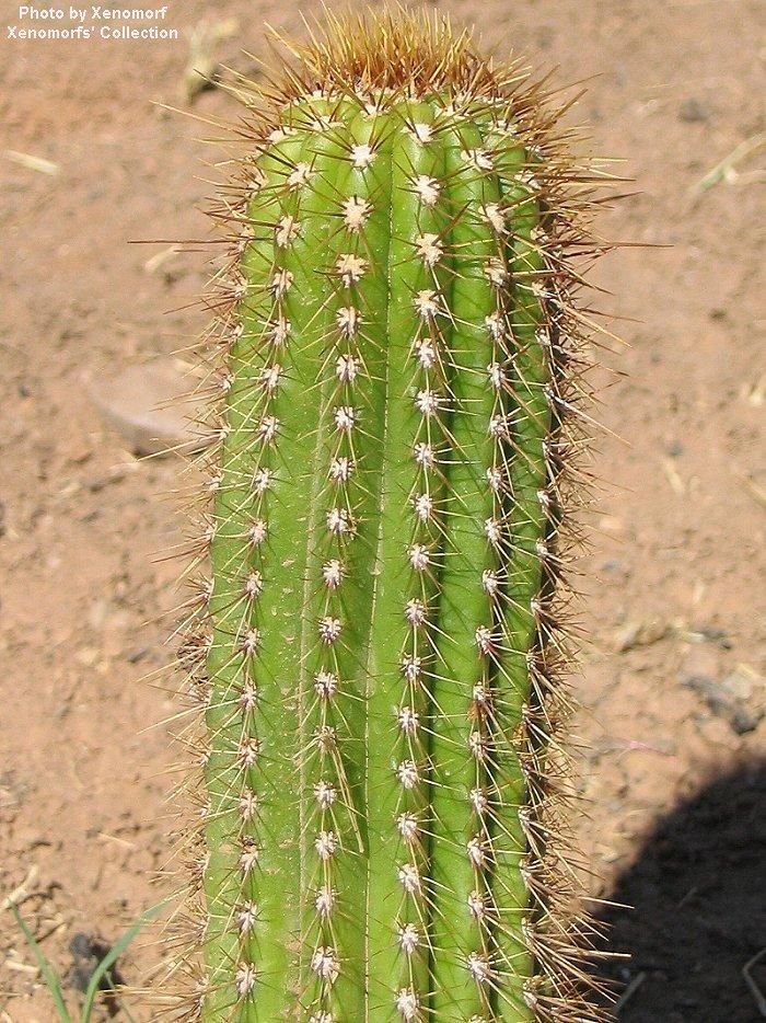 Echinopsis spachiana 3