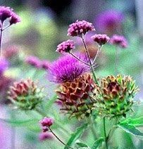 un strat de flori - Cynara cardunculus