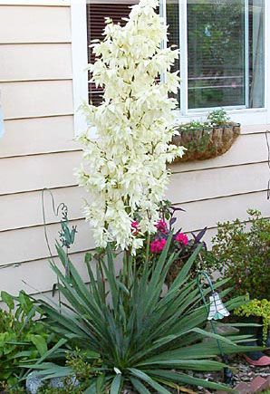 Yucca