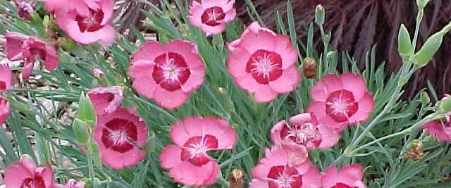 Dianthus Caryophyllus (garoafa, garofita) 2