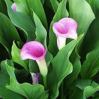 cala (Zantedeschia aethiopiea) 8