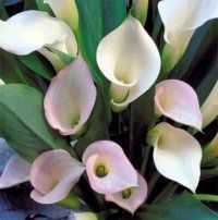 cala (Zantedeschia aethiopiea) 5