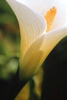 cala (Zantedeschia aethiopiea) 4