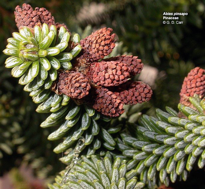 abies sp. (brad 1)