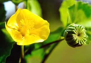 abutilon indicum