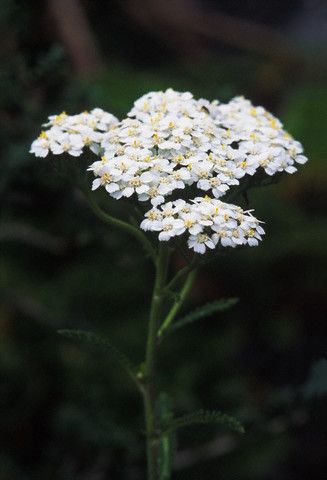 achillea - coada soricelului