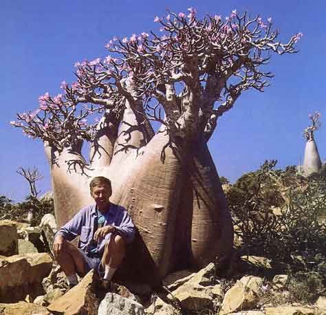 adenium