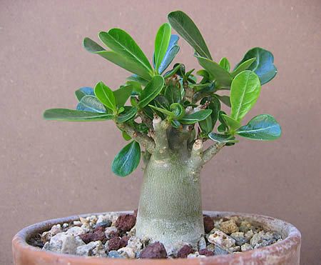 adenium