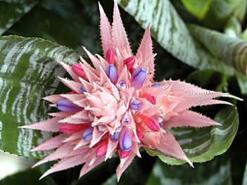 Aechmea fasciata ini ultima faza a infloririi