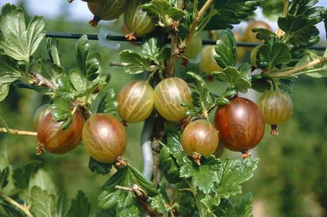 agrise pe ramura (Ribes uva-crispa).