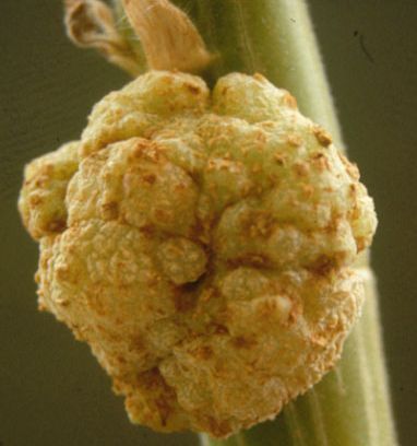 Agrobacterium tumefaciens